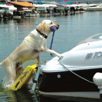 Pawz Pet Products Doggy Boat Ladder 64" x 16" - PA-Z5200